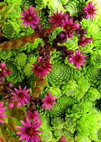 Sempervivum 'Pekinese'